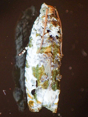 Proteoteras naracana