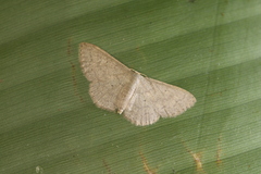 Semaeopus dentilinea