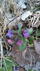 Pulmonaria stiriaca