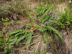 Astragalus schanginianus