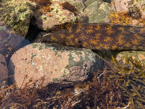 Kidako moray (Gymnothorax kidako) — Muraenidae — 4