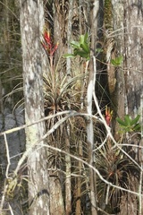 Tillandsia fasciculata