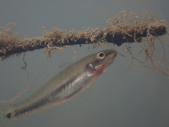 Hypseleotris cyprinoides