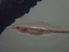 Hypseleotris cyprinoides