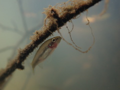 Hypseleotris cyprinoides