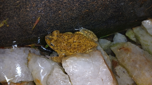 Hallowell's Toad