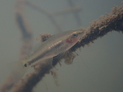 Hypseleotris cyprinoides
