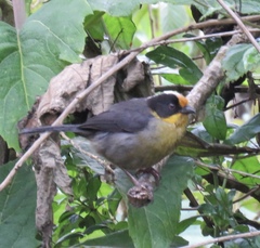 Atlapetes pallidinucha