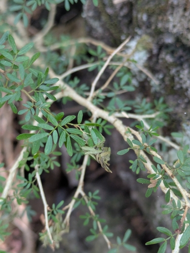 Heliodendron thozetianum