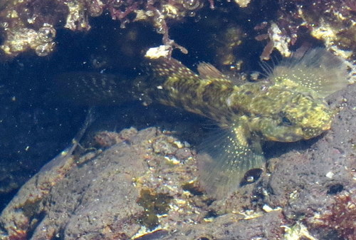 Bathygobius cocosensis