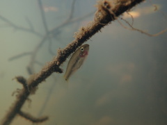 Hypseleotris cyprinoides