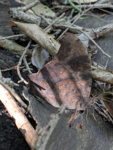 Common Evening Brown