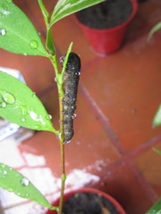 Lepidoptera