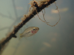 Hypseleotris cyprinoides