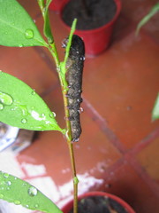 Lepidoptera