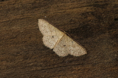 Image of Anisodes ruficosta
