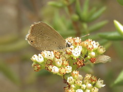 Eicochrysops messapus messapus