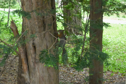 Japanese Red Squirrel
