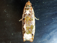 Proteoteras naracana