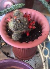 Mammillaria prolifera
