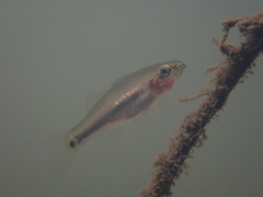 Hypseleotris cyprinoides