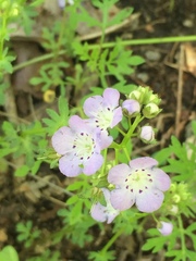 Phacelia glabra