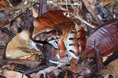 Leptodactylus pentadactylus