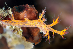 Cabangus regius