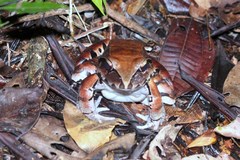 Leptodactylus pentadactylus