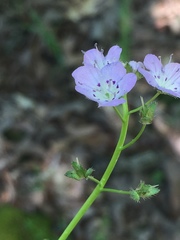 Phacelia glabra