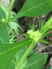 Triosteum angustifolium