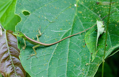 Anolis gemmosus
