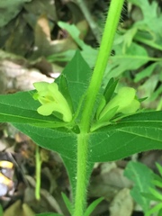 Triosteum angustifolium