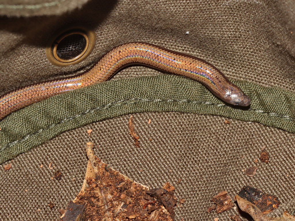 Heyer's Isopachys