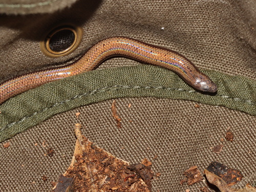 Heyer's Isopachys