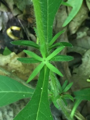 Triosteum angustifolium