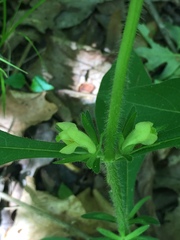 Triosteum angustifolium