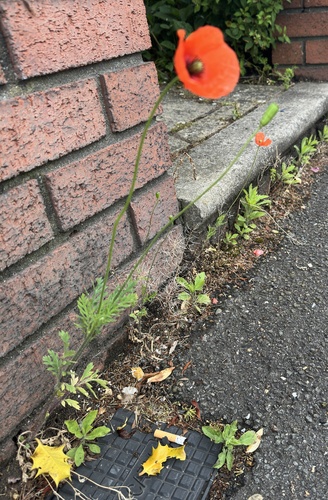 Papaver lecoqii