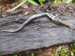 Vipera seoanei