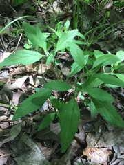 Triosteum angustifolium