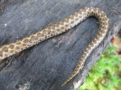 Vipera seoanei