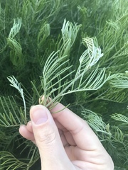 Senna artemisioides