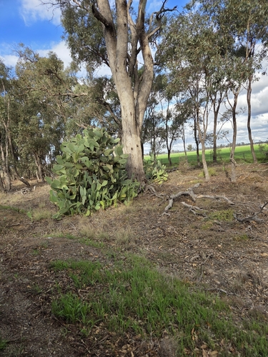 Indian fig opuntia