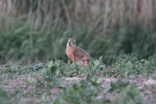 Brown Hare