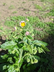 Erigeron philadelphicus