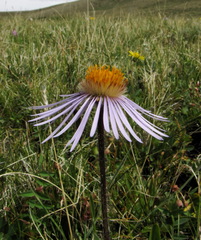 Aster flaccidus