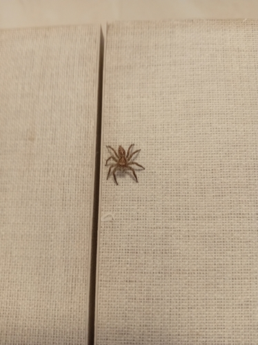 Pantropical Jumping Spider