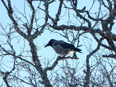 Corvus cornix