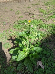 Erigeron philadelphicus