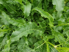 Rumex crispus